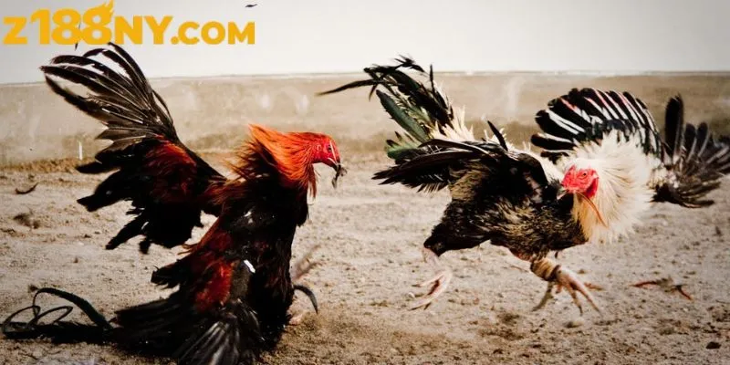 Trải nghiệm đá gà cựa dao đỉnh cao tại nhà cái Z188